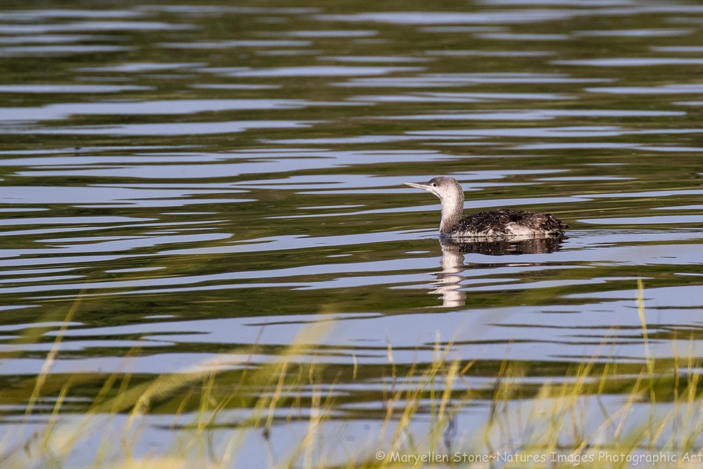 Red-throated Loon - Maryellen Stone