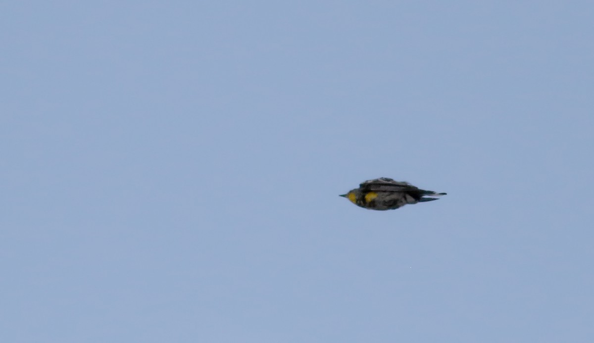 Yellow-rumped Warbler (Audubon's) - ML66698111