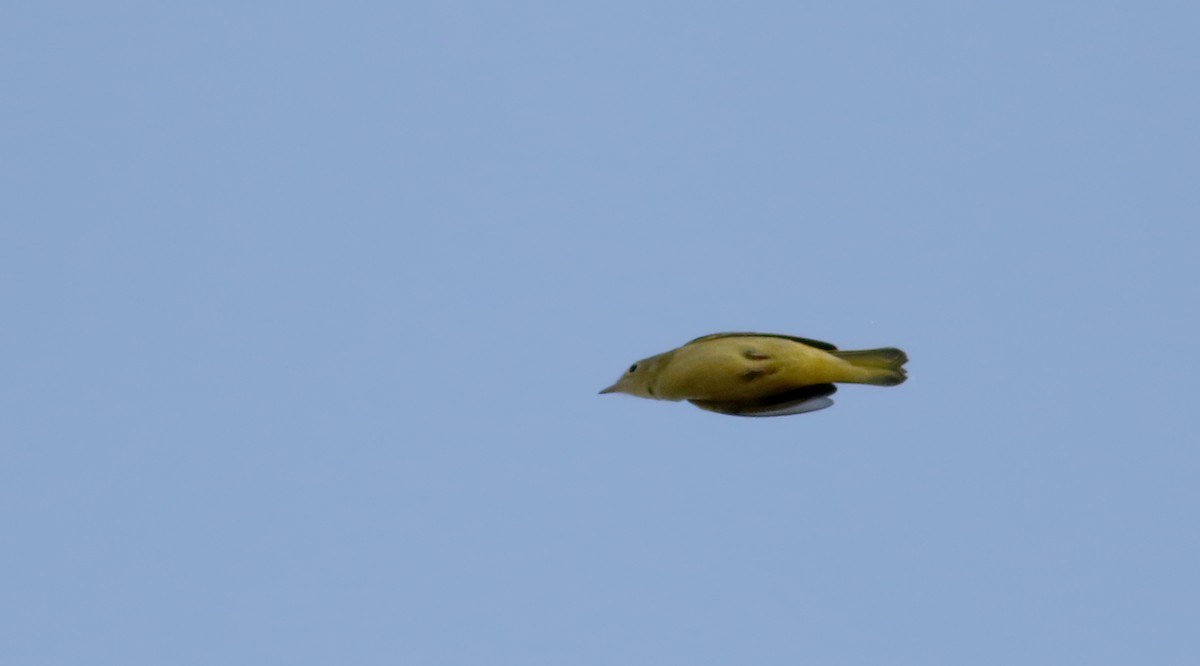 Yellow Warbler (Northern) - ML66698121
