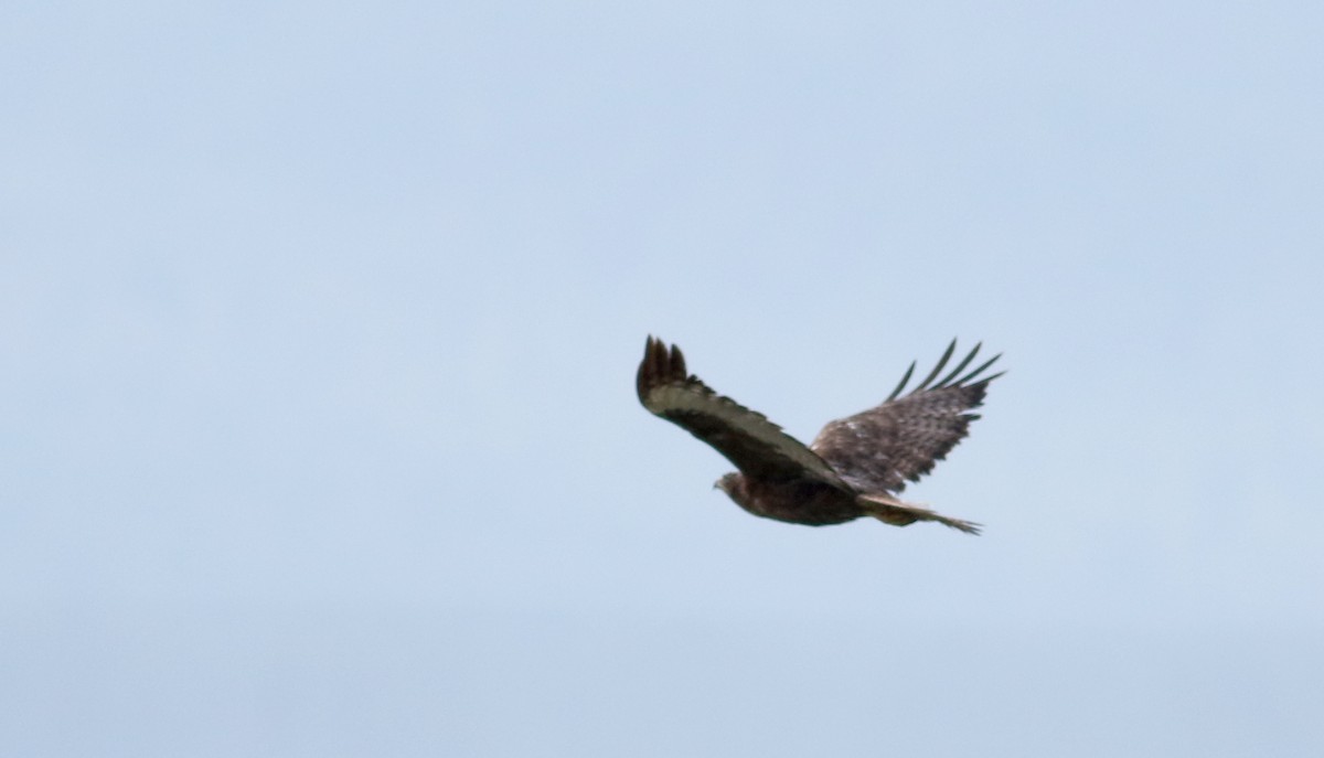 Red-tailed Hawk (calurus/alascensis) - ML66698371