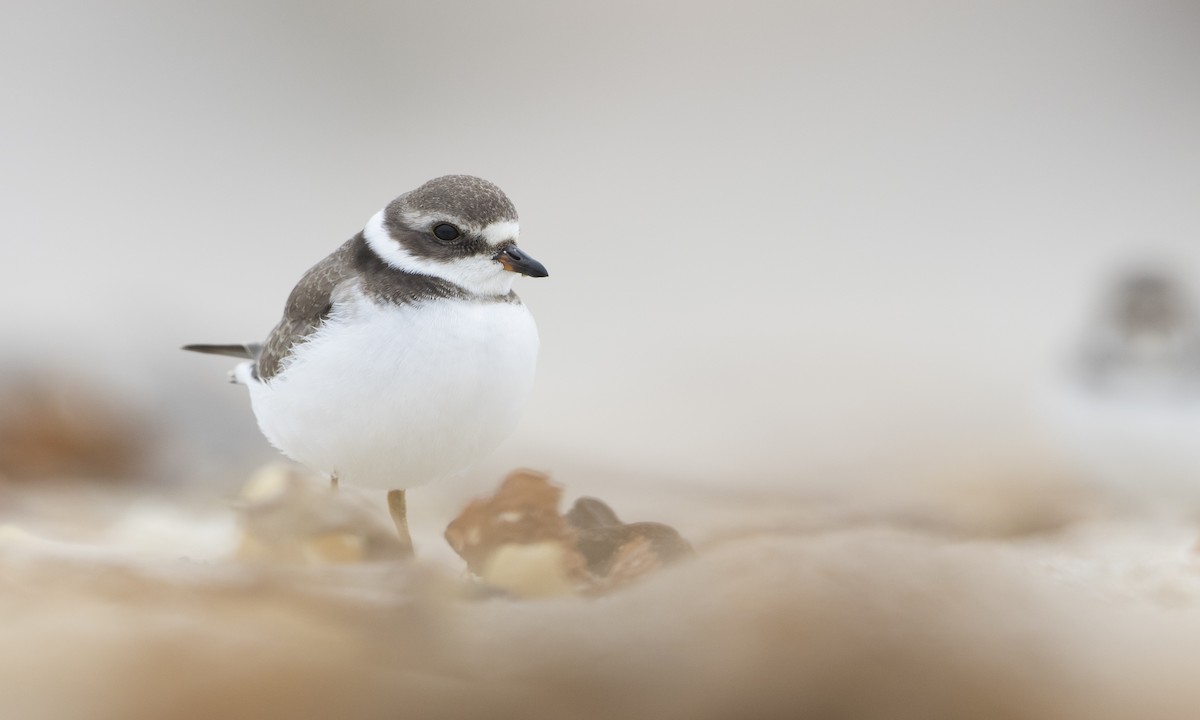 Semipalmated Plover - ML66698601