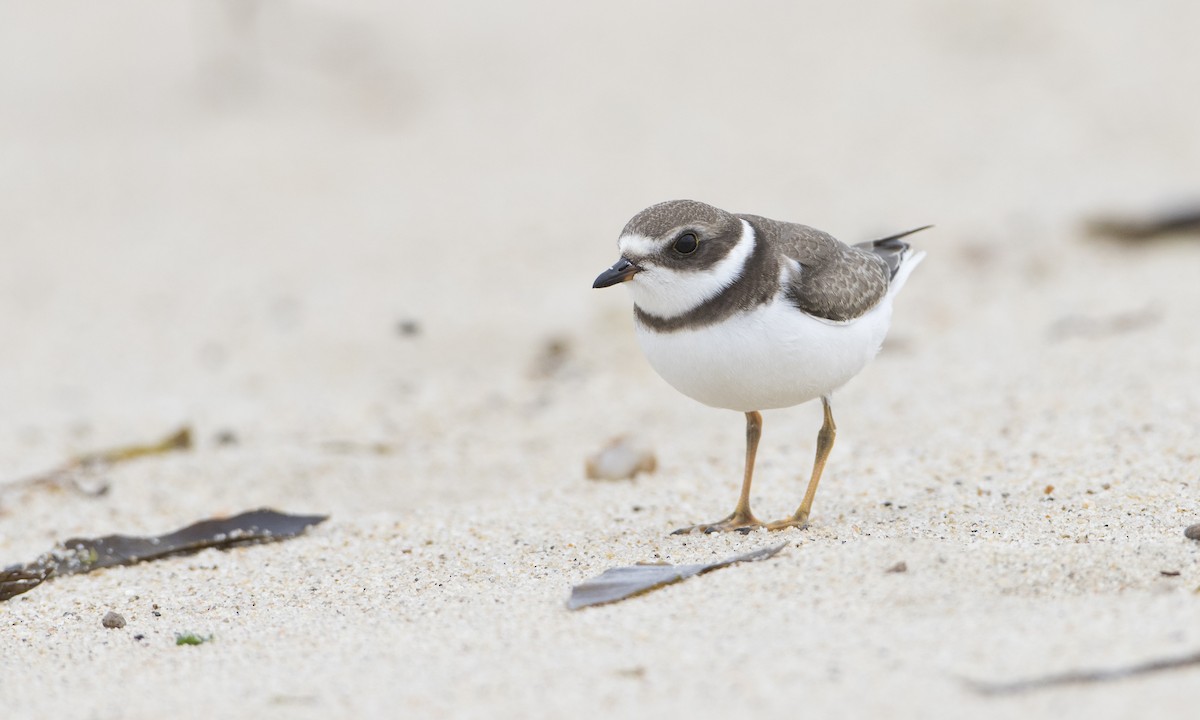 Semipalmated Plover - ML66698611