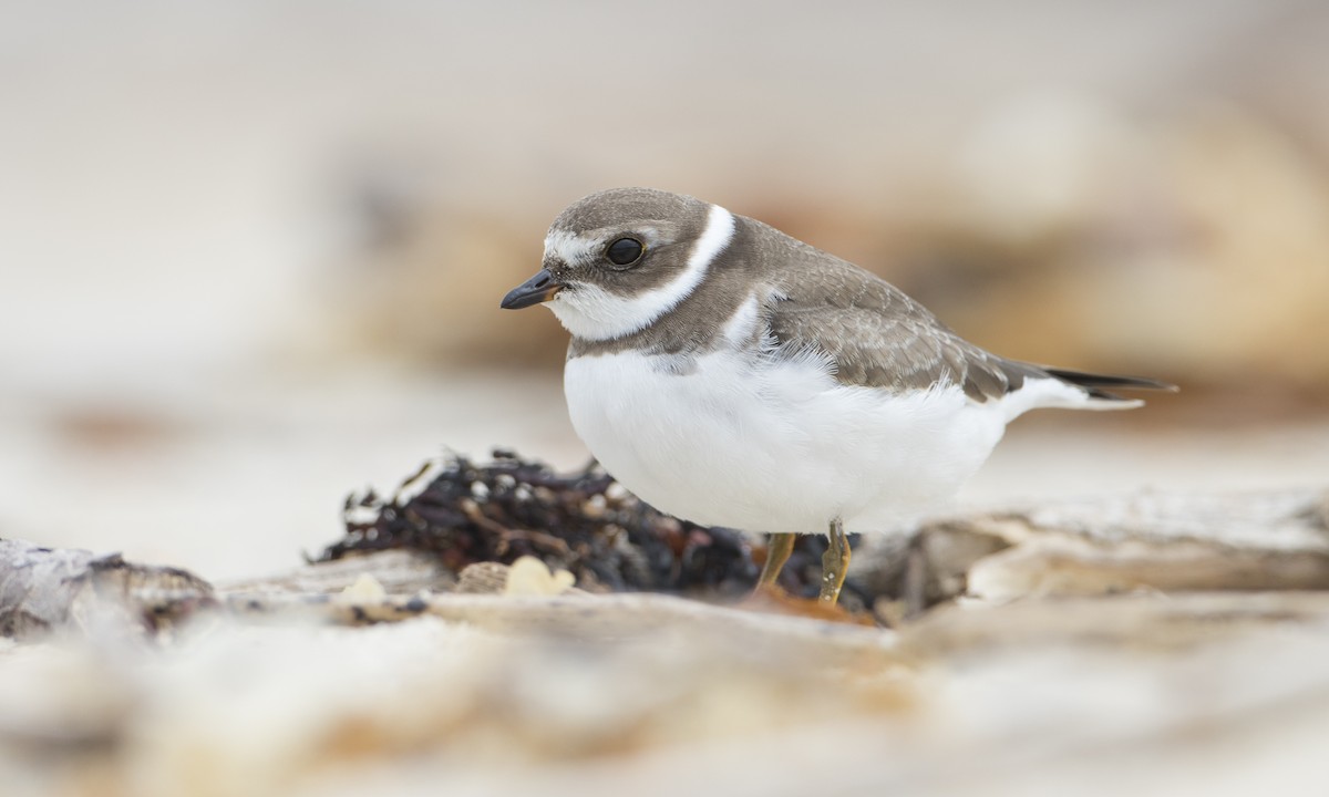 Semipalmated Plover - ML66698711