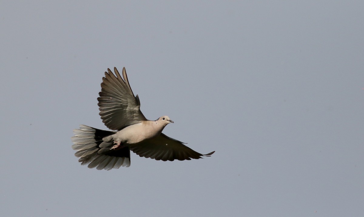 Eurasian Collared-Dove - ML66699901