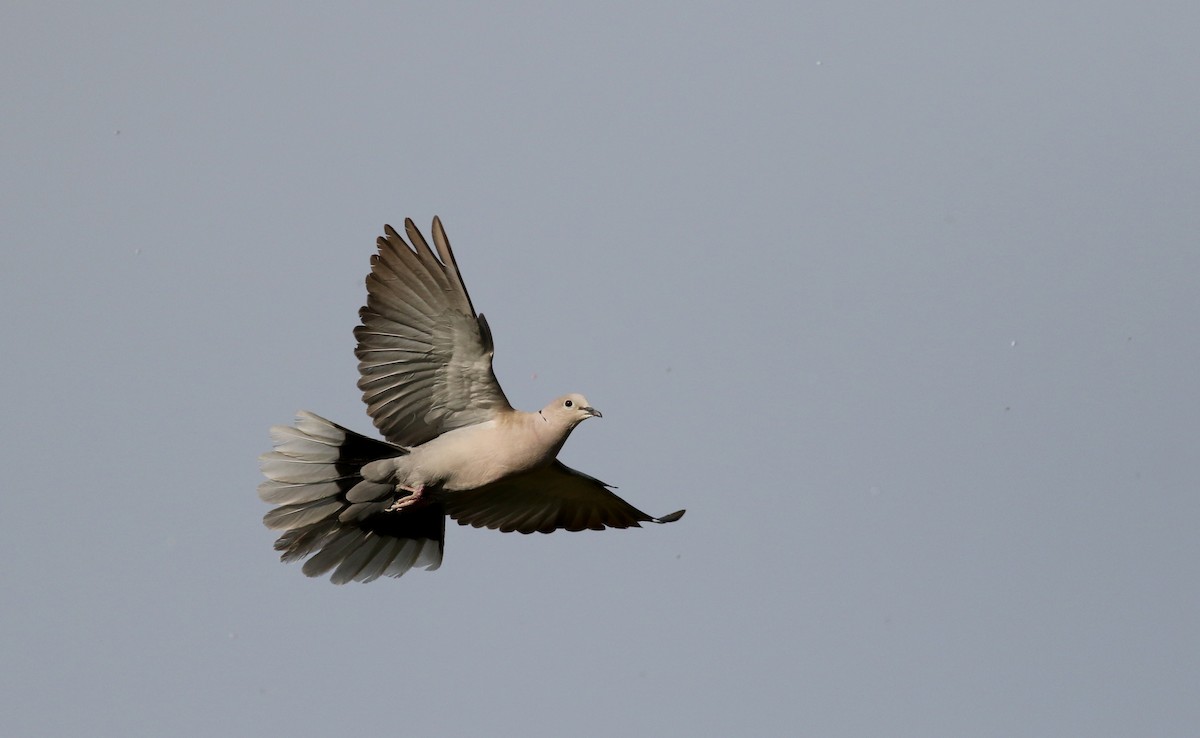 Eurasian Collared-Dove - Jay McGowan