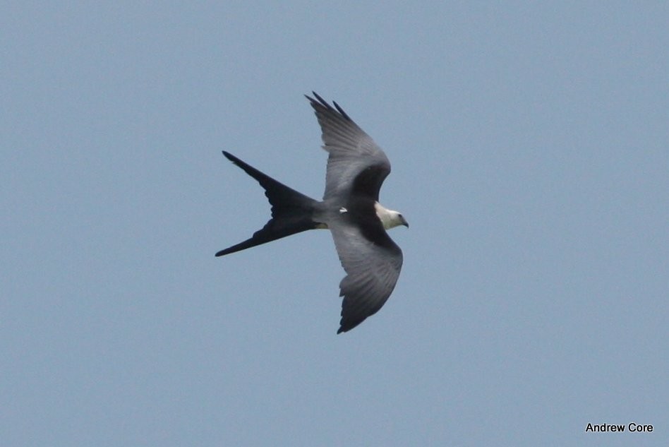 Swallow-tailed Kite - Andrew Core
