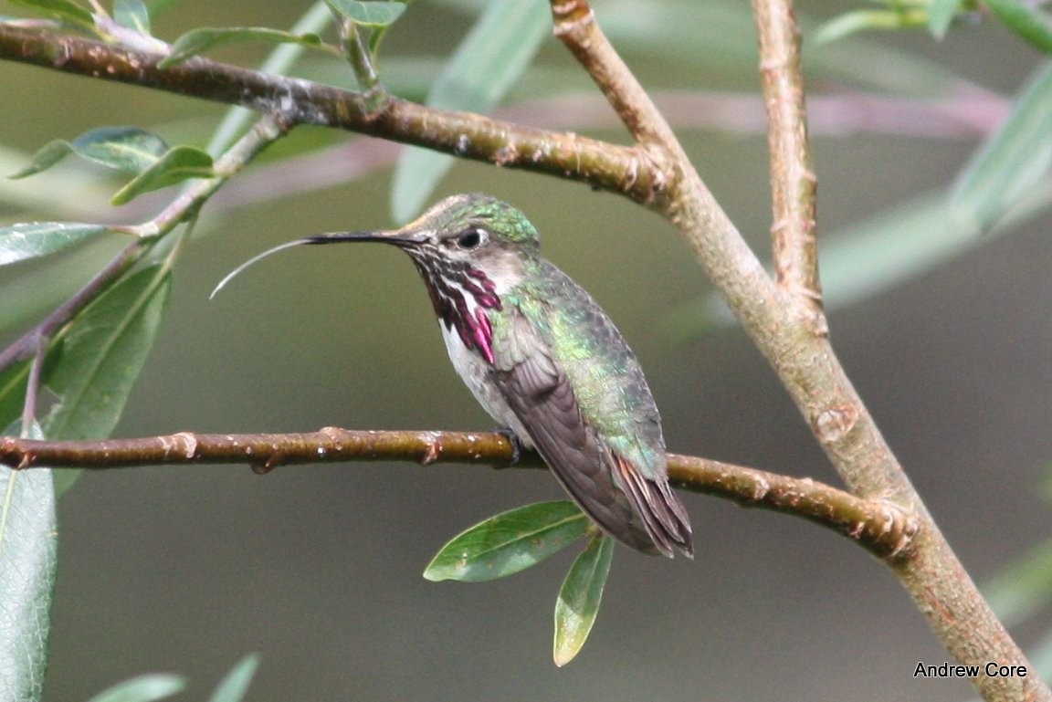 Calliope Hummingbird - Andrew Core