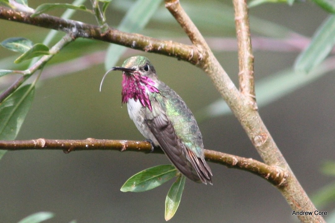 Calliope Hummingbird - ML66703901