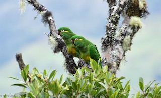  - Golden-plumed Parakeet