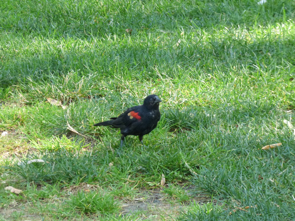 Red-winged Blackbird - ML66707201