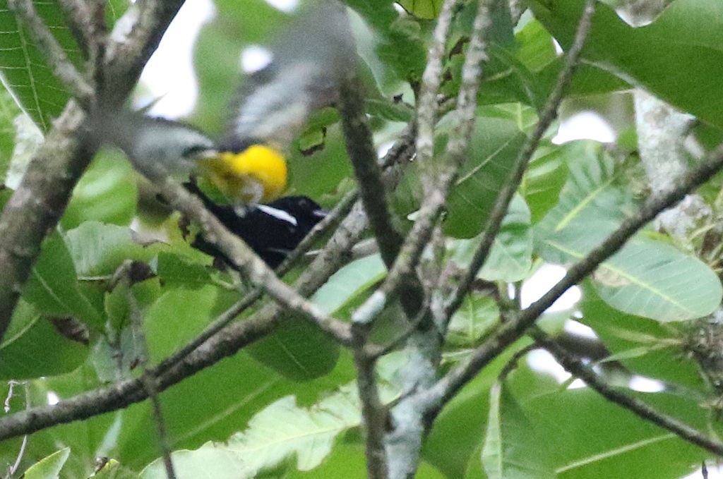 White-shouldered Tanager - ML66707211