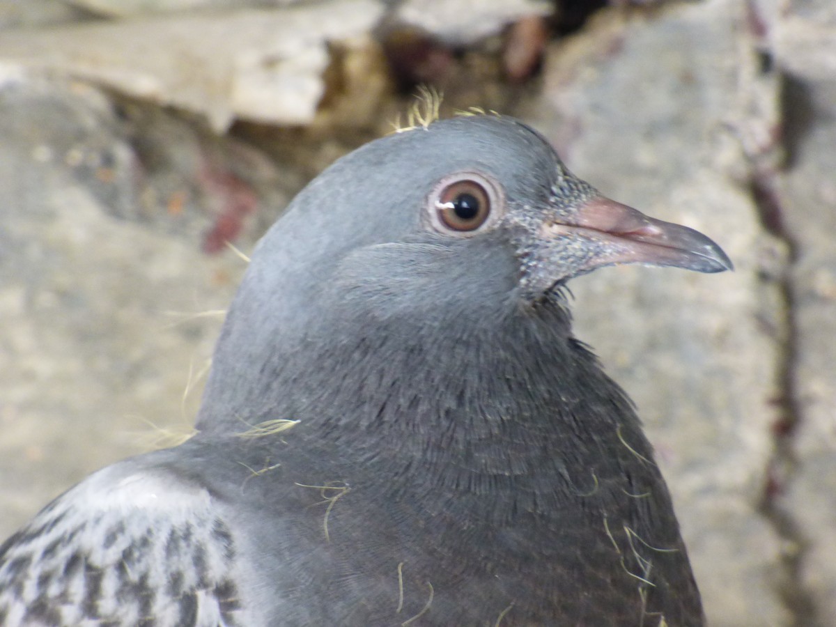 Rock Pigeon (Feral Pigeon) - ML66707521