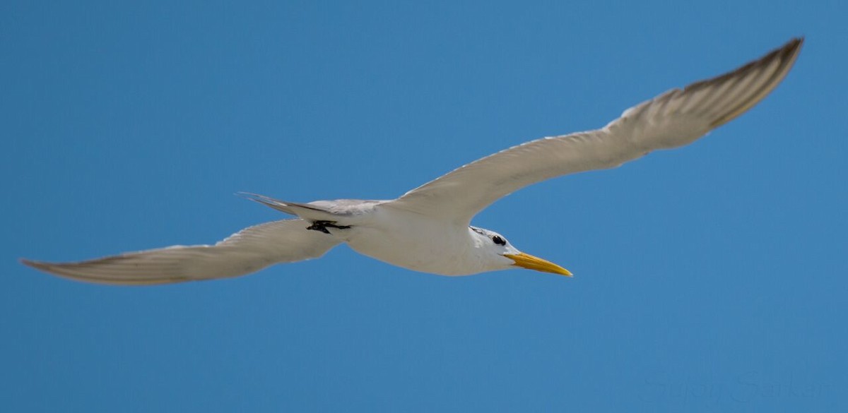 Great Crested Tern - Biswanath Mondal