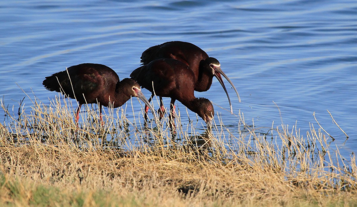 ibis americký - ML66709921