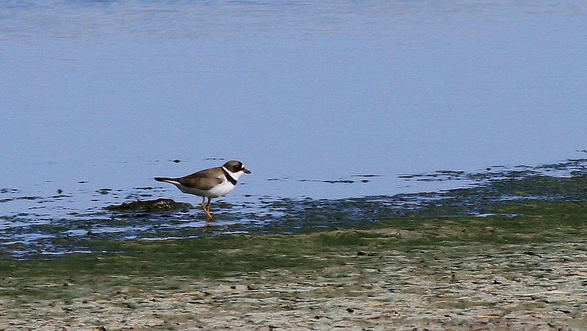 Semipalmated Plover - Patrick MONNEY