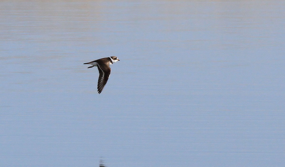Semipalmated Plover - ML66710061
