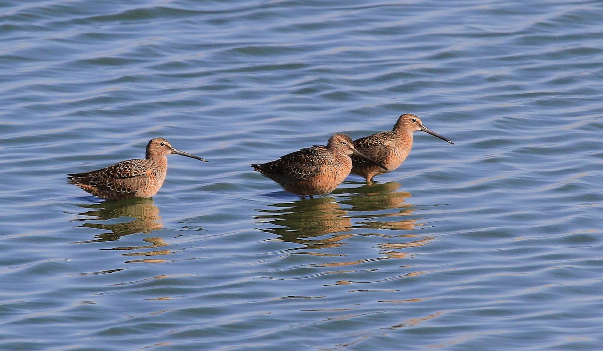 Long-billed Dowitcher - ML66710231