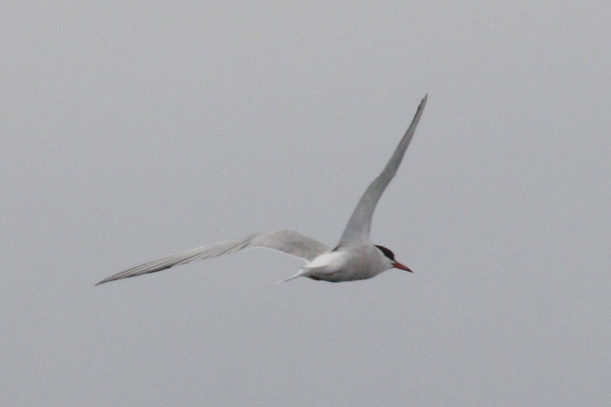 Arctic Tern - Donna Pomeroy
