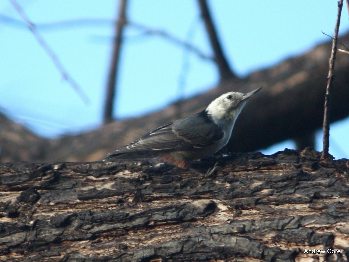 White-breasted Nuthatch (Interior West) - ML66713271