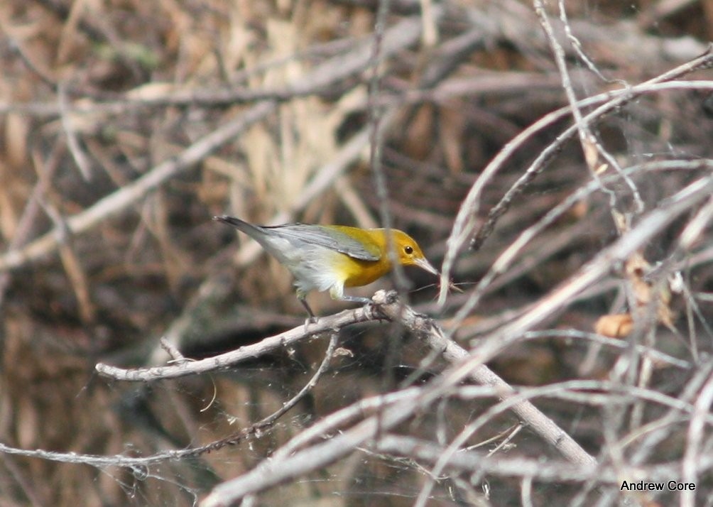 Prothonotary Warbler - ML66713301