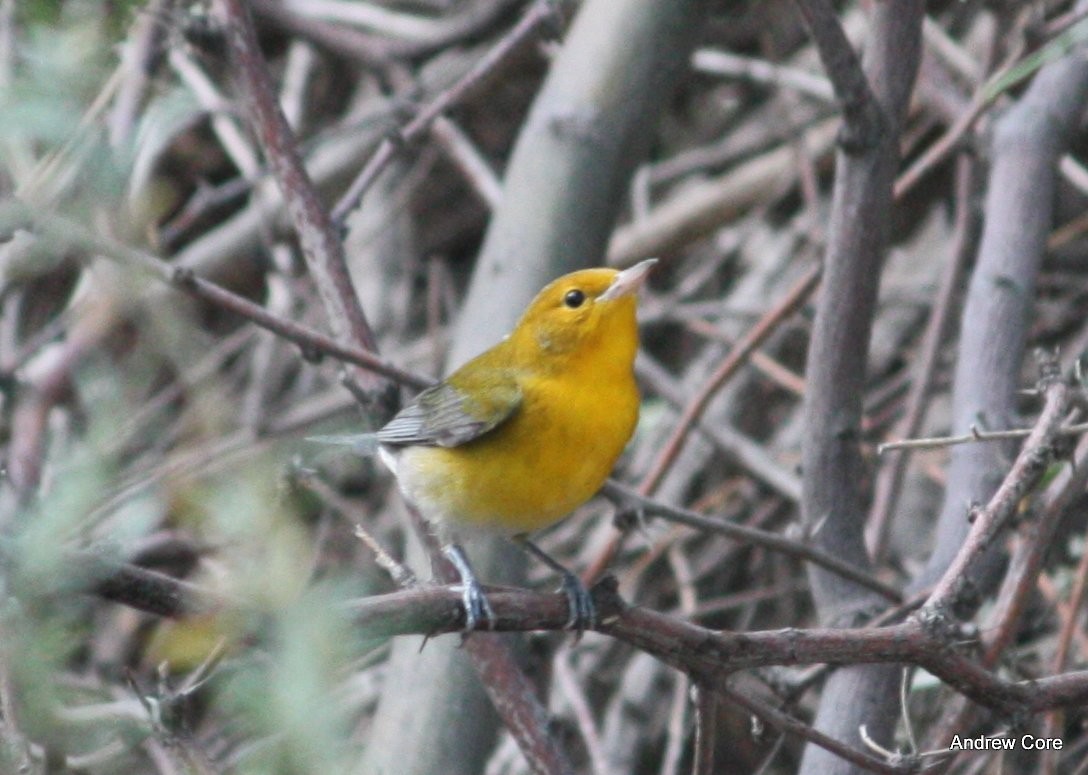 Prothonotary Warbler - Andrew Core