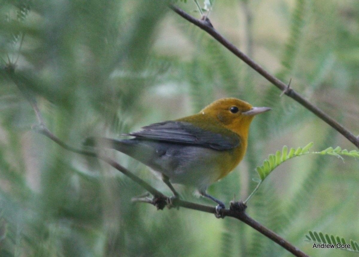 Prothonotary Warbler - ML66713321