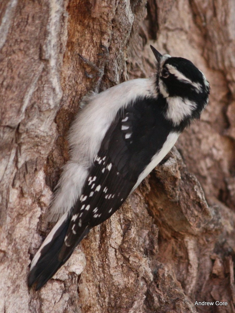 Downy Woodpecker - ML66714131