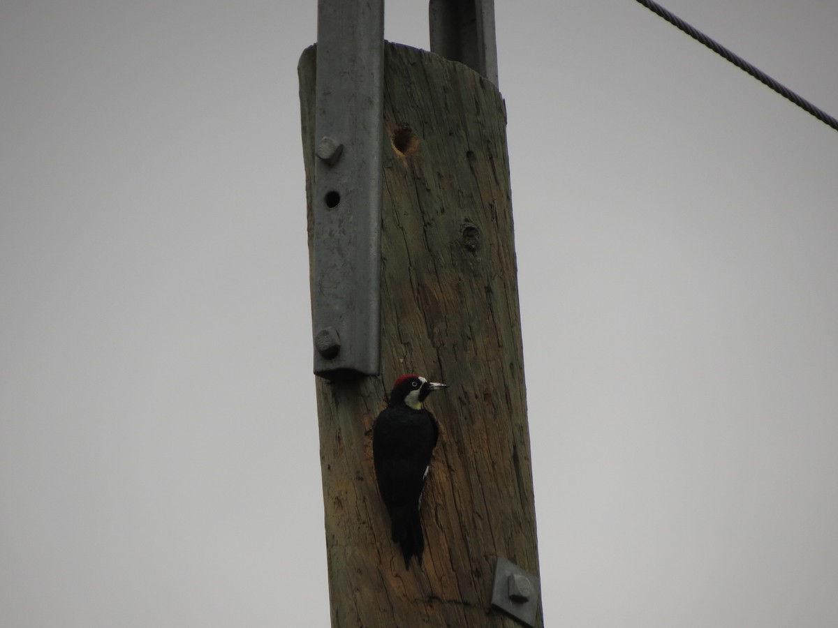 Acorn Woodpecker - ML66714481