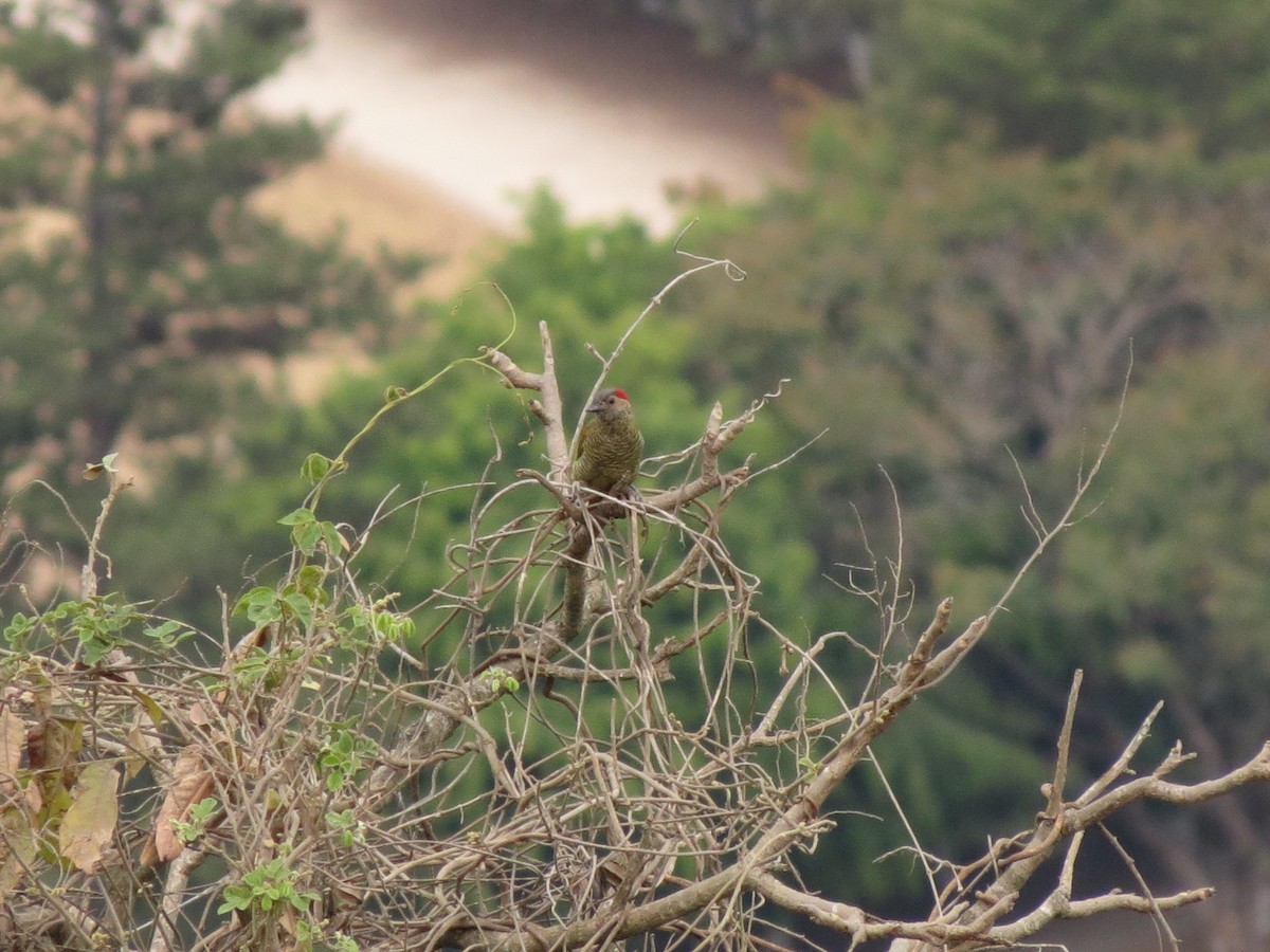 Golden-olive Woodpecker - ML66714621