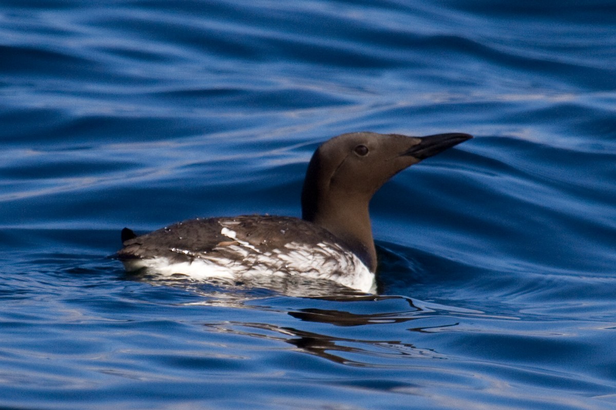 Common Murre - Donna Pomeroy