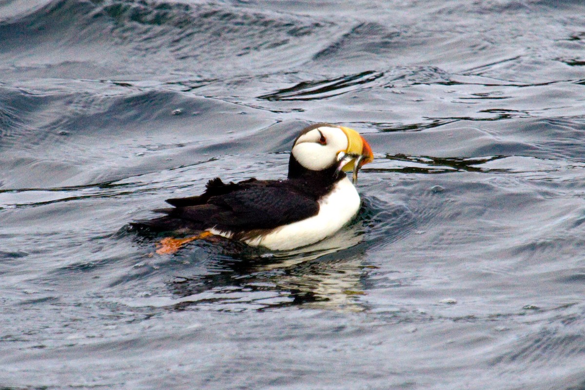 Horned Puffin - Donna Pomeroy