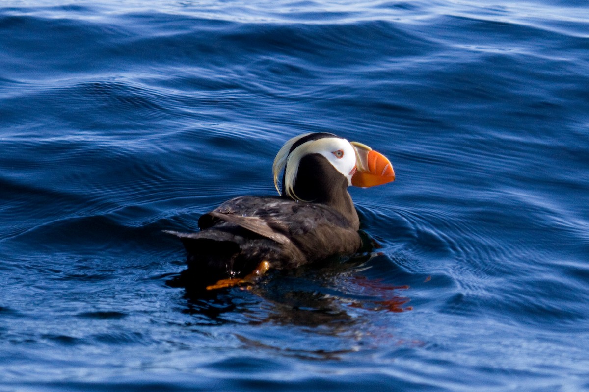 Tufted Puffin - Donna Pomeroy