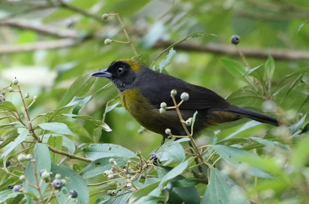 Dusky-faced Tanager - William Hull