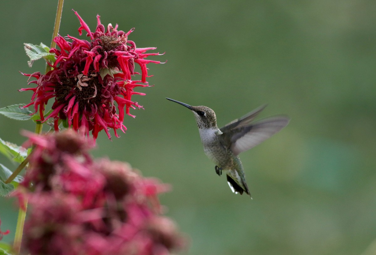 Black-chinned Hummingbird - ML66717731