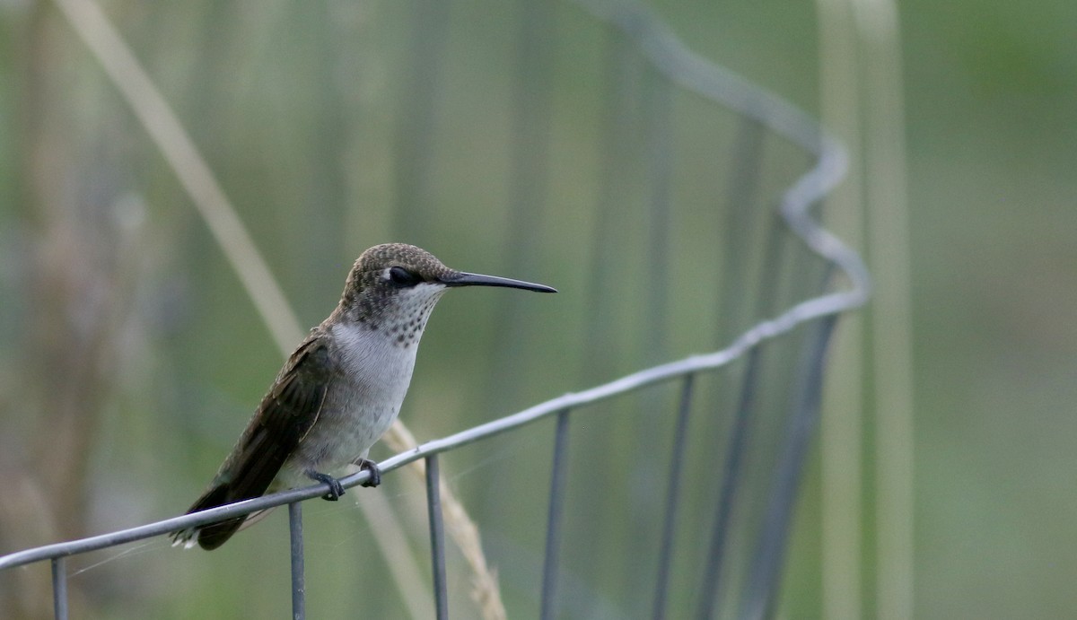 Black-chinned Hummingbird - ML66717741