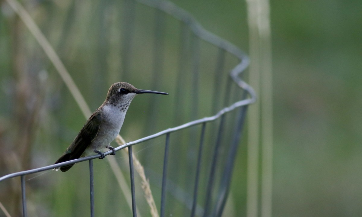 Black-chinned Hummingbird - ML66717751