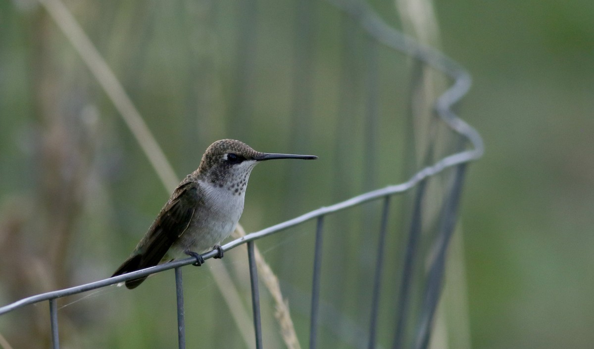 Black-chinned Hummingbird - Jay McGowan