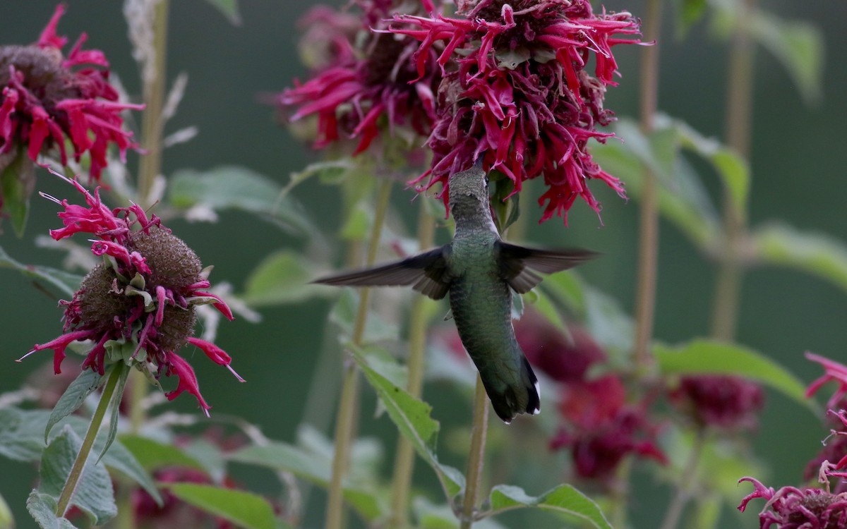 Black-chinned Hummingbird - ML66717791