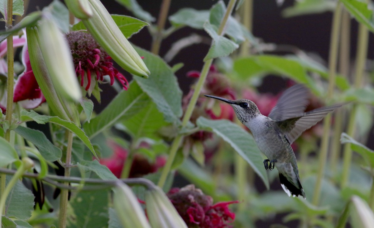 Black-chinned Hummingbird - ML66717821