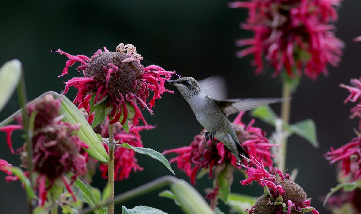 Black-chinned Hummingbird - ML66717841