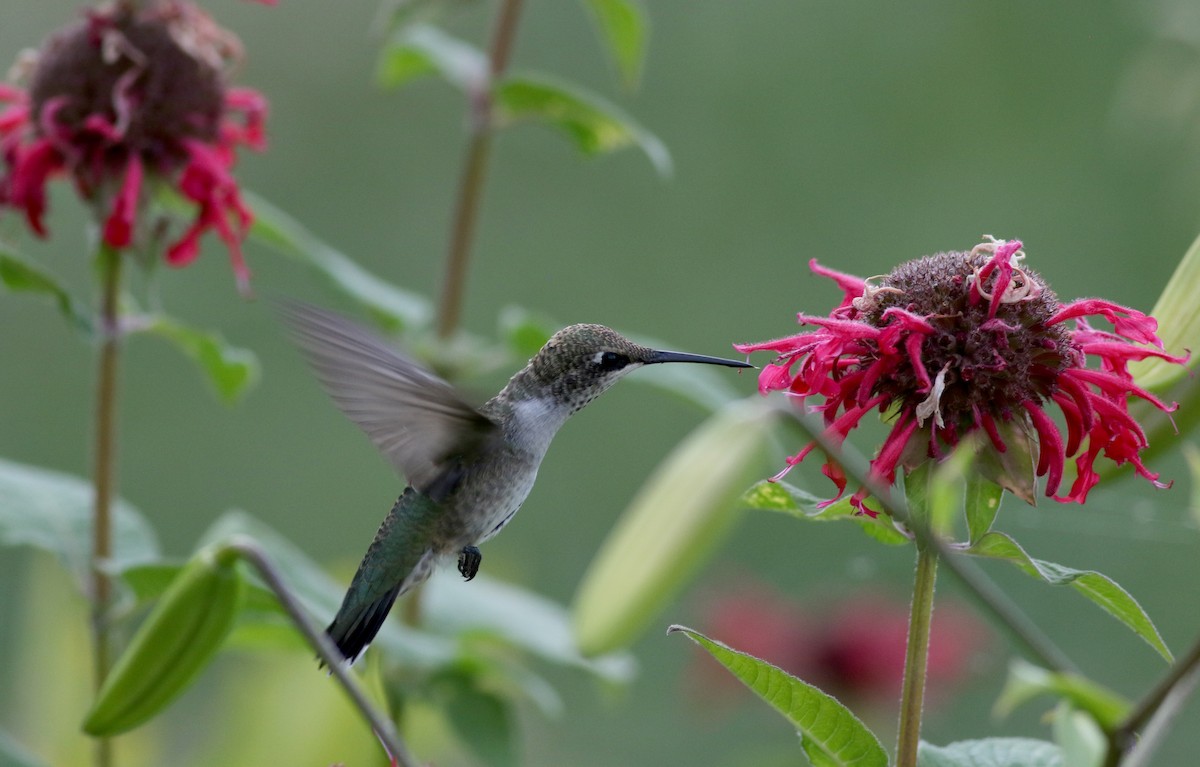 Black-chinned Hummingbird - ML66717881