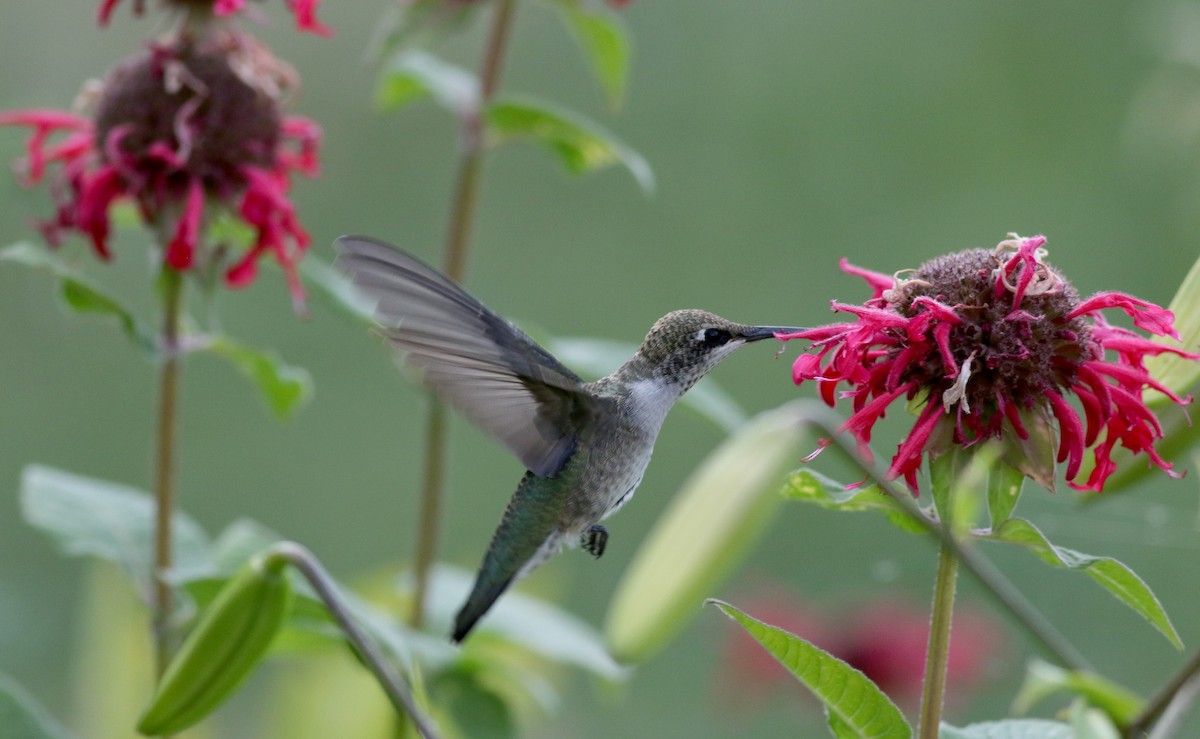 Black-chinned Hummingbird - ML66717891