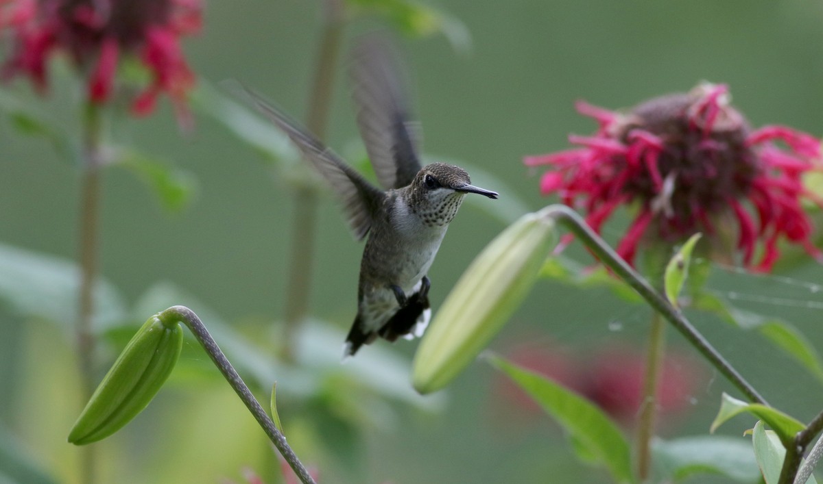 Black-chinned Hummingbird - ML66717901