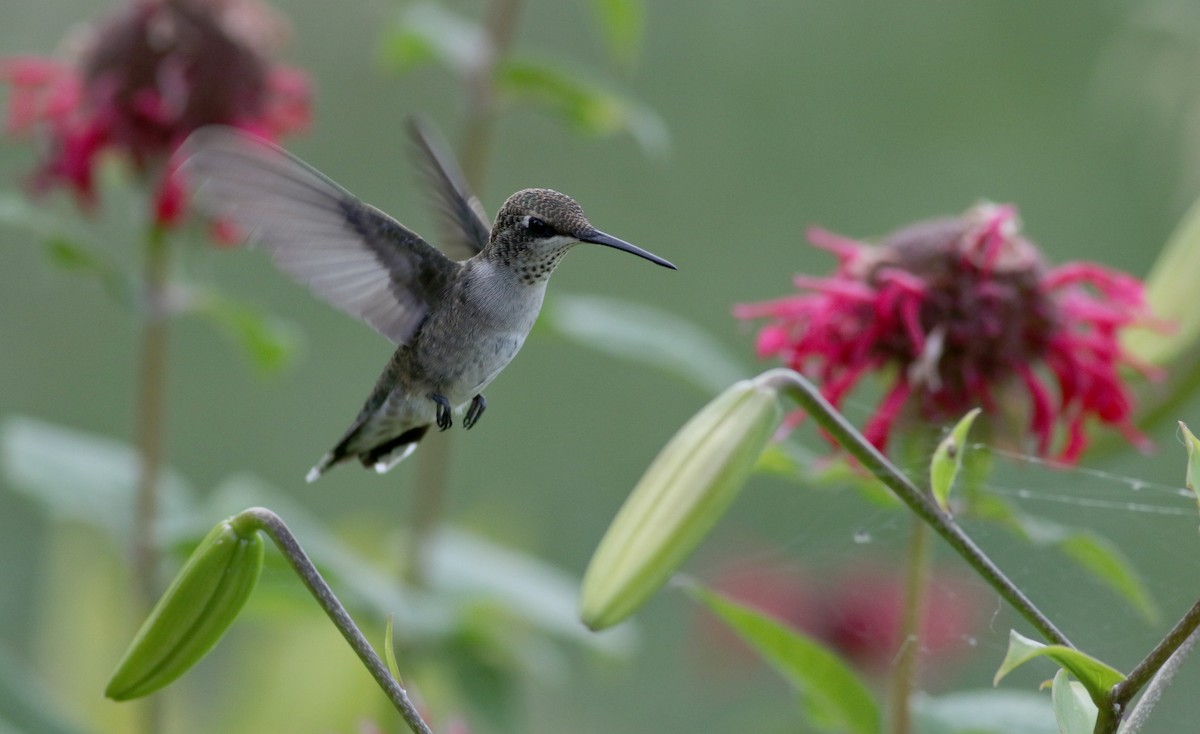 Black-chinned Hummingbird - ML66717911