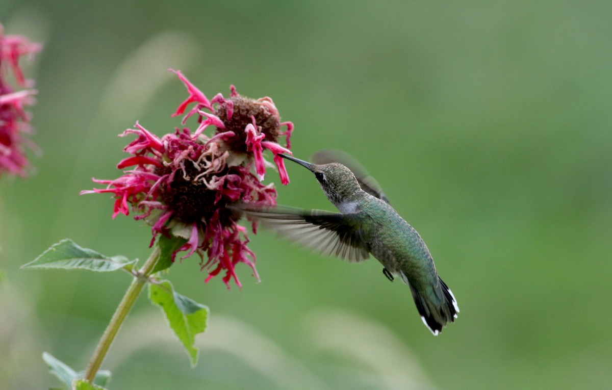 Black-chinned Hummingbird - ML66717921