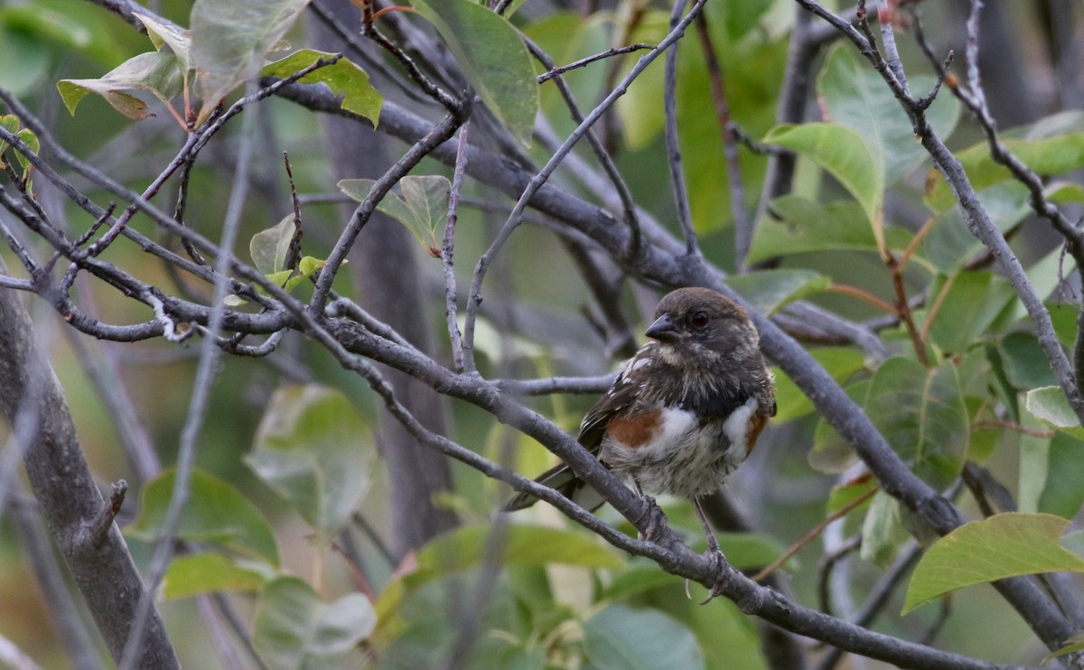 Spotted Towhee (maculatus Group) - ML66718151