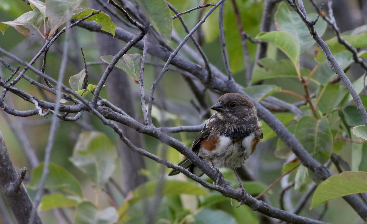 Spotted Towhee (maculatus Group) - ML66718171