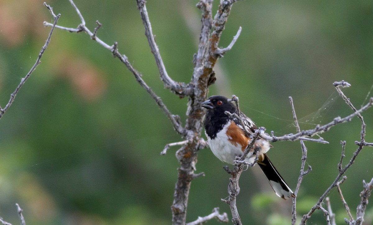 Spotted Towhee (maculatus Group) - ML66718221