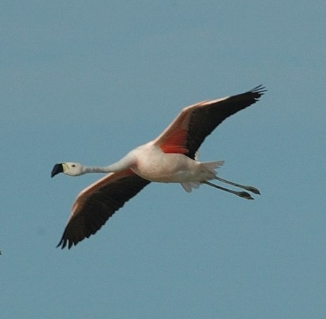 Andean Flamingo - Tor Egil Høgsås