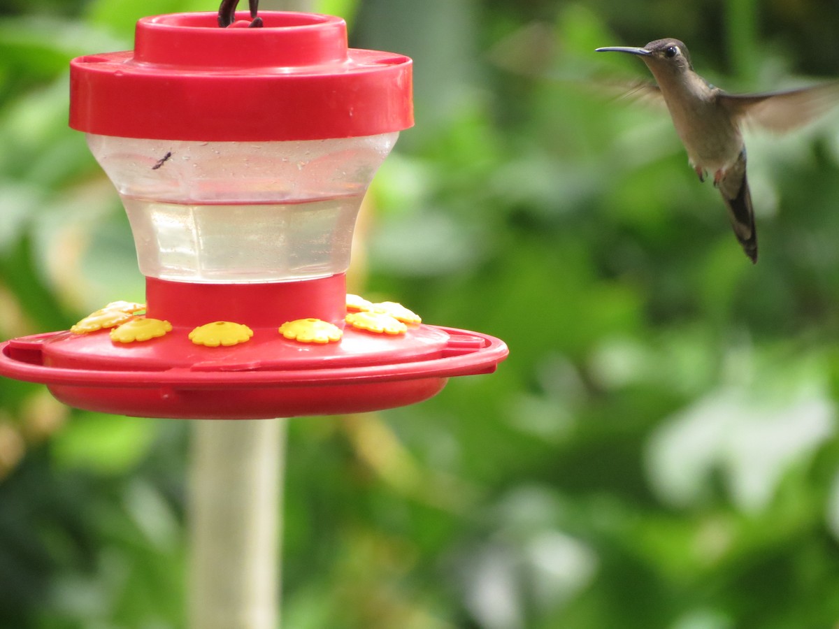 kolibřík klínoocasý - ML66718291